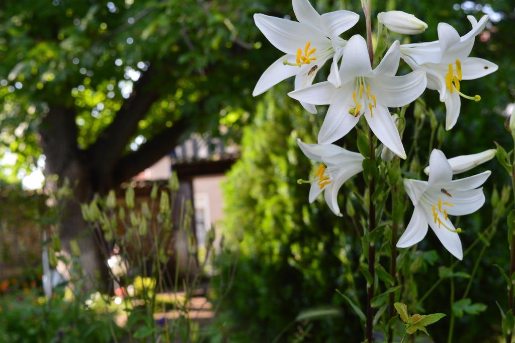The Old House Guest House Obedinenie Номер фото